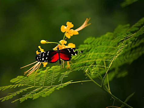 Download Butterfly Wonder Of Nature Butterfly Wallpapers For Your