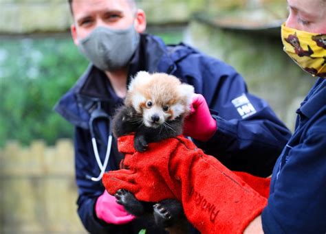 Adorable Rare Red Panda Cubs Born In Blackpool Zoo After 10 Year Wait