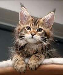 Join millions of people using oodle to find kittens for adoption, cat and kitten listings, and other pets adoption. What Price Should I Be Paying For My Maine Coon? - Maine ...