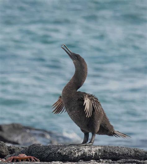 Galapagos Flightless Cormorants 11 Unsual Facts Latin Roots Travel