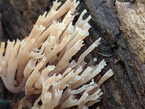Crown Tipped Coral Fungus Artomyces Pyxidatus Southern Ontario R