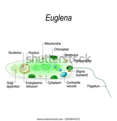 Anatomy Euglena Euglena Freshwater Protozoan Composed Stock