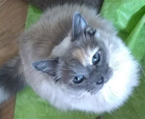 Balinese And Siamese Mixed Cat For Adoption In Evergreen