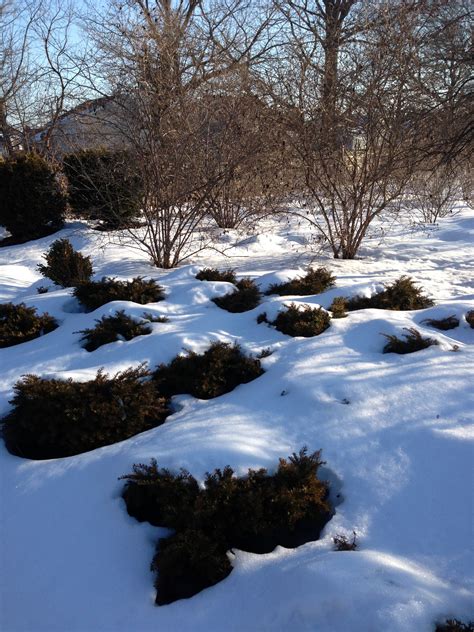 Snow Covered Plants Holeman Landscape