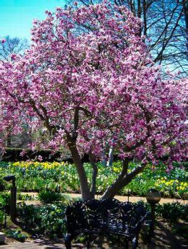 ✅ free shipping on many items! Magnolia Tree For Sale Online | The Tree Center ...