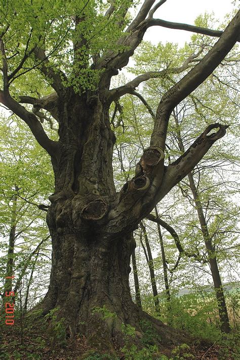 Oldest Trees Najstarsze Drzewa