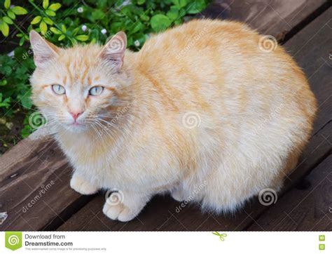 Beige Cat Stock Photo Image Of Eyes Cute Friendly 71057076