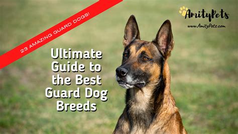 Ultimate Guide To The Best Guard Dog Breeds 23 Protector Dogs With