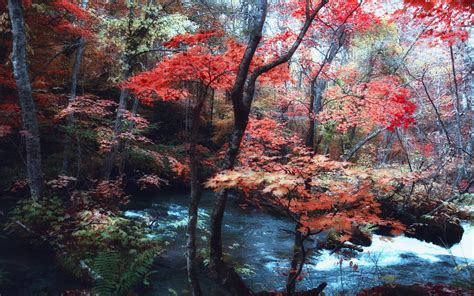 Nature Landscape Maple Leaves Trees River Japan Forest Ferns