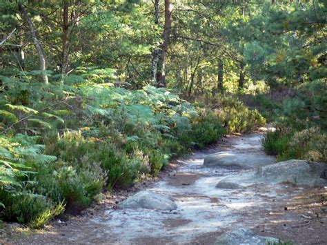 Bilder Der Wald Von Fontainebleau Führer Tourismus And Urlaub