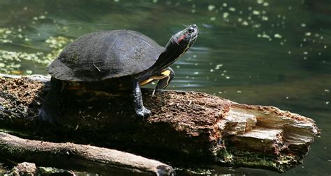 there s a genetic explanation for why warmer nests turn turtles female