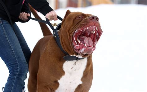 Bow Wow Worlds Largest Pit Bull The Hulk Fathers Puppies In Pictures
