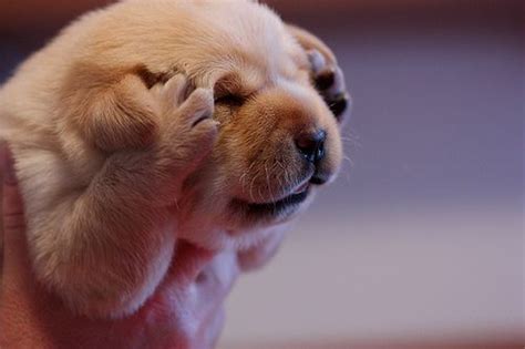 Frustrated Puppy So Cute I Could Die Pinterest