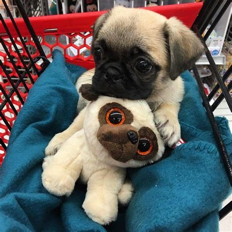 Baby Pug Animals Baby Pugs Cute Baby Animals Cute Dogs