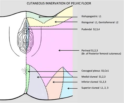 Назад · the female pelvic area contains a number of organs and structures: Pudendal Nerve - Stepwards