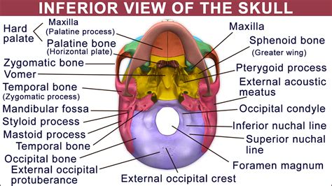 Skull Inferior View Anatomy Occipital Interactive Anatomy
