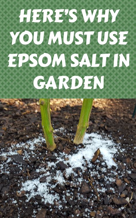 Heres Why You Must Use Epsom Salt In Garden Gardening Sun In 2021 Epsom Salt Garden Epsom