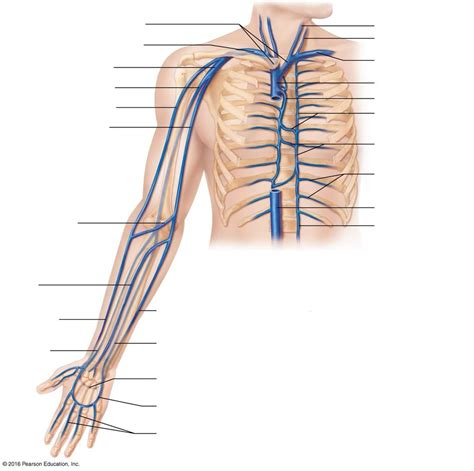 Gross Anatomy Upper Limb Arteries And Veins Tag Diagr Vrogue Co