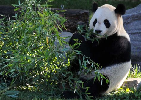 Come Up And Close With Natures Beautiful Animals At The Toronto Zoo