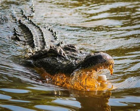 Alligator Hunting Georgia Father Daughter Team Catch Record Breaking