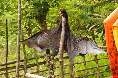 Conservation India Hunting Of Blyths Flying Fox In Andaman Islands