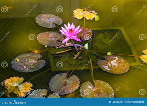 A Beautiful Pink Lotus Flower Or Lotus Flower In The Pool Stock Image