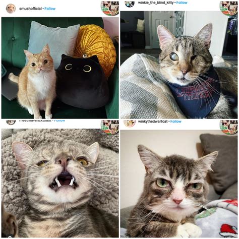 I Liked Pictures Of Cross Eyed Cats On Instagram And Now My Algorithm