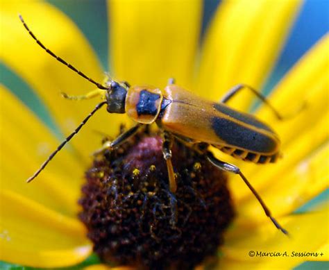 Goldenrod Soldier Beetle Chauliognathus Pennsylvanicus