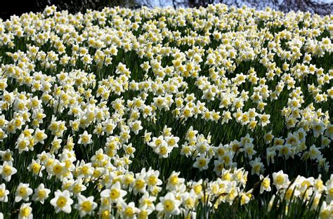 White And Yellow Daffodil Field At Daytime Hd Wallpaper Wallpaper Flare