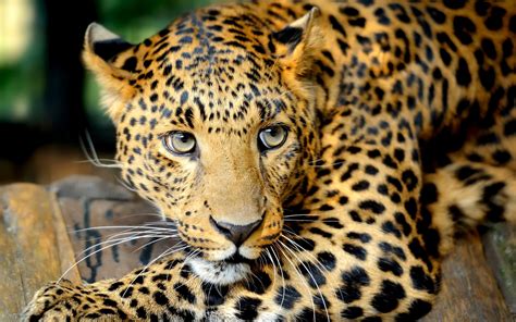 Animal Leopard Hd Wallpaper