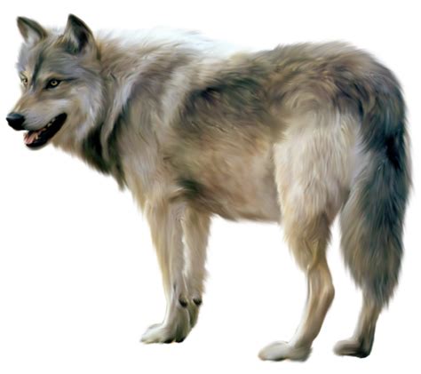 Wolf Free Png Image Png All Png All