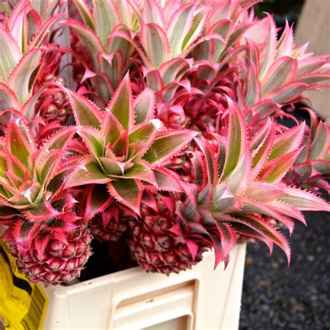 Pink Pineapples Now Exist And Theyre Quite The Peculiar Sight City
