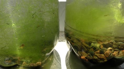 Random Bits Filamentous Algae