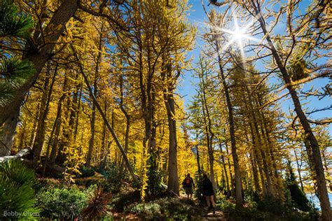 The Science Of Larches — Washington Trails Association