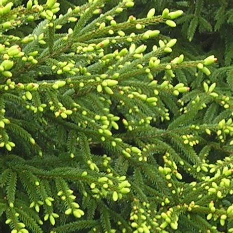 Call now for more info! Dwarf Oriental Spruce | Katsura Gardens