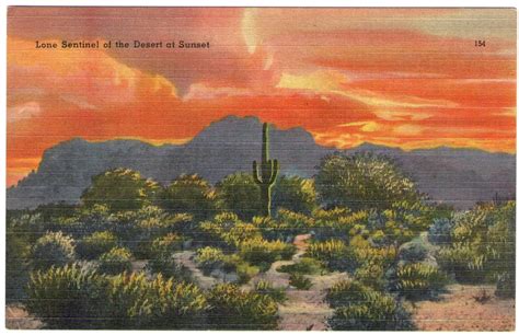 Vintage Desert Landscape Linen Postcard Lone Sentinel Of The Desert