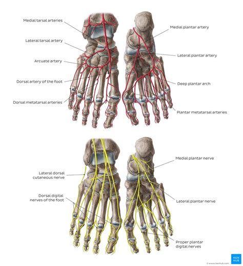 Nerve Anatomy Foot Anatomy Anatomy Bones Gluteal Muscles Thigh