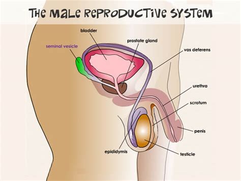 Male Reproductive System Biology Assignment Help