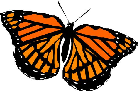 1000 Images About Monarch Butterflies And Caterpillars On