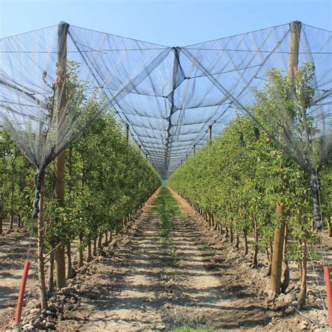 Anti Hail Netting Protect From Damaging Hailstorms Agronew