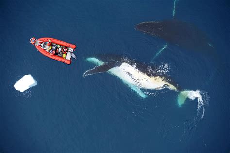 Worlds Largest Whales Eat 3x More Than Previously Thought Amplifying