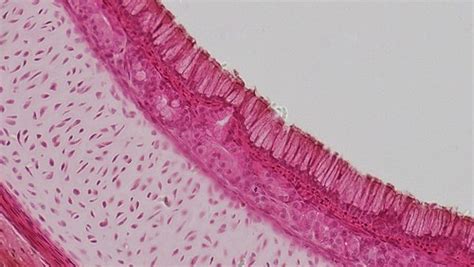 Epithelial Tissues Pseudostratified Columnar Epithelium Flickr