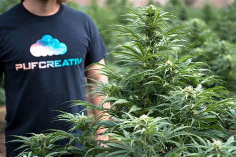 Why Is Organic Cannabis Farming So Important