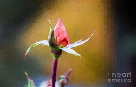 Pink Rosebud In Autumn By Sharon Mcconnell Rose Buds Flowers