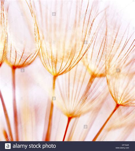 Abstract Dandelion Flower Background Extreme Closeup With