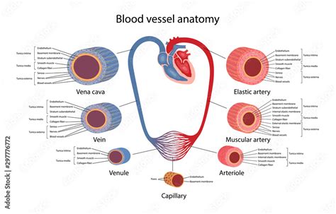 Circulatory System Blood Vessels Anatomy With Description Of The Main