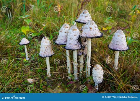 Poisonous Mushroom Of Toadstool In The Forest Views Close Stock Photo