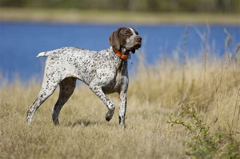 German Hunting Dogs Info About The Top 5 Breeds Incl Pictures Dogbible