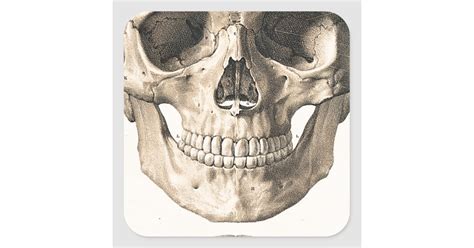 Industry's fastest · free file proofing · fast printing Big Skull, Small Skull Square Sticker | Zazzle.co.uk