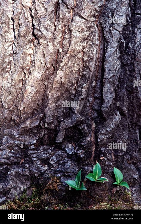 Tree Trunk With Young Saplings Coming Up Adventitious Shoots On